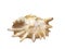 Watercolor illustration of seashell on white background