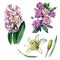 Watercolor illustration, set. Flowers of hyacinth, peonies, lilies. Spring summer motive