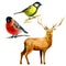 Watercolor illustration, set. Forest animals, bullfinch, bluebird, deer