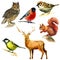 Watercolor illustration, set. Forest animals, sparrow, bullfinch, bluebird, owl, squirrel, deer