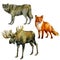 Watercolor illustration, set. Forest animals. Wolf, fox, moose