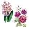 Watercolor illustration, set. Hyacinth flowers, roses. Spring summer motive