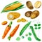 Watercolor illustration, set, images of vegetables, corn and corn kernels, carrots, potatoes and peas.