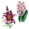 Watercolor illustration, set. Lily and hyacinth flowers. Spring summer motive