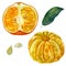 Watercolor illustration, set. Mandarin. Half a tangerine in a peel. Purified whole mandarin fruit. Mandarin leaf