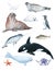 watercolor illustration set. North sea animals, birds, fishes. Orca, white whale, narwhal, cod, crab, starfish, walrus