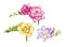 Watercolor illustration set of pink, yellow and violet freesia. Hand painted botanical flowers with green buds in the full bloom.