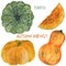 Watercolor illustration set of pumpkins and pumpkin slice