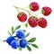 Watercolor illustration, set. Raspberries on a branch, blueberries on a branch