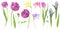 Watercolor illustration set of spring flowers: purple tulips, clematis, hyacinth, freesia and carnation.