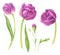 Watercolor illustration set of spring flowers: purple tulips, clematis, hyacinth, freesia and carnation.