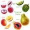 Watercolor illustration of a set of tropical fruits. Durian, lychee, papaya, mango. Whole fruits, parts of fruits