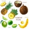 Watercolor illustration of a set of tropical fruits. Pineapple, Coconut, Lime, Banana. Whole fruits, parts of fruits