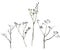 Watercolor illustration set of twig with a muted color, black-and-white sketch. Elegant dried flowers on a white