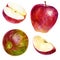 Watercolor illustration, set. Watercolor red apple, red-green apple, apple slice and half apple