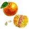 Watercolor illustration, set. Whole tangerine in a peel. Purified half tangerine. Mandarin leaf, tangerine seeds