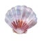 Watercolor illustration. Shell. Summer sea image