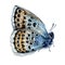 Watercolor Illustration of Sitting Silver-studded Blue Butterfly