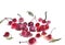 Watercolor illustration sketch of cherry. fresh berries