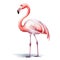 Watercolor illustration of a solitary pink flamingo on a white backdrop.