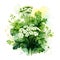Watercolor illustration of Spices. bunch of parsley with parsley flowers,ai generated