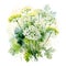 Watercolor illustration of Spices. bunch of parsley with parsley flowers.ai generated