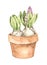 Watercolor illustration. Spring botanical hyacinth in clay pot with green leaves. Floral Design element. Perfect for wedding invit