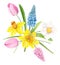 Watercolor Illustration Spring Bouquet With Daffodils, Tulips, Muscari and Leaves.