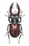 Watercolor illustration of a stag beetle. Hand drawn. Closeup. Template.