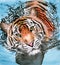 Watercolor illustration of a striped tiger swimming in the water