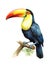 Watercolor illustration of a toco toucan bird perched on a branch.