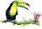 Watercolor illustration of toucan on a branch with an exotic flower