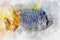 Watercolor illustration of tropic fish pearlscale butterflyfish Chaetodon xanthurus