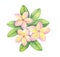Watercolor illustration, tropical Hawaiian flower, pink yellow bouquet branch of plumeria
