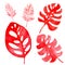 Watercolor illustration of a tropical leaves of coral color