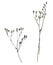 Watercolor illustration of twig with a muted color, sketch made by hand. Elegant dried flowers on a white background