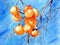Watercolor illustration of twigs with orange ripe persimmon fruits