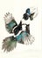 Watercolor illustration of two black and turquoise magpies