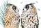 Watercolor illustration of two cute owls with spotted fawn-black feathers