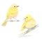 Watercolor Illustration of Two Small Yellow Songbirds on a Branch