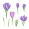 Watercolor illustration, violet crocus flowers set, hand drawn simple springtime image, first spring garden plants