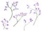 Watercolor illustration of violet little flowers on branches for beautiful design on white isolated background