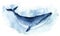 Watercolor Illustration Whale. One blue whale, isolated