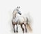 Watercolor illustration of a white Arabian horse with a white background suitable for murals