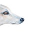 Watercolor illustration of white dog profile with beautiful amber eyes.