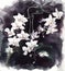 Watercolor illustration white orhid phalaenopsis on black background