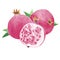 Watercolor Illustration of whole pomegranates and halved pomegranate isolated on white background - hand drawn tropical fruit