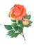 Watercolor illustration, whole rose, lush foliage, stem, retro style, freehand drawing from nature, red, blushing ruddy