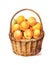 Watercolor illustration of a wicker basket with apricots.