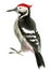 Watercolor illustration of woodpecker